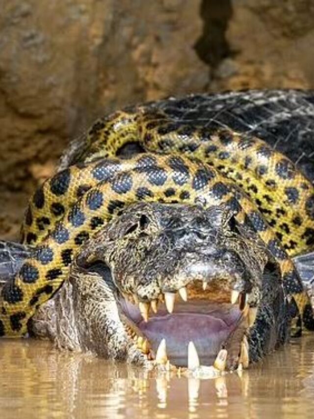 Anaconda and Alligator Survival fight Goes Viral