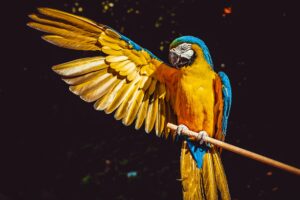 Wild Animal and Birds Wallpapers